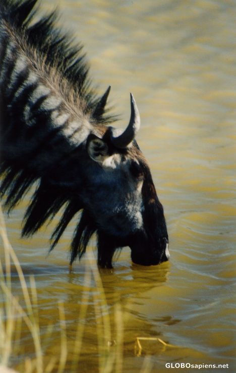 Postcard Wildebeest