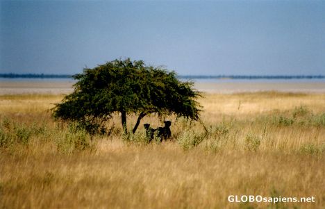 Postcard Etosha