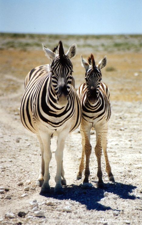 Postcard Etosha
