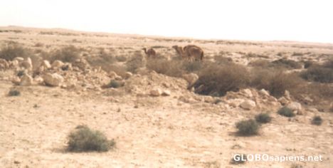 Postcard Wild Camels