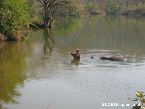 Hippos lounging around