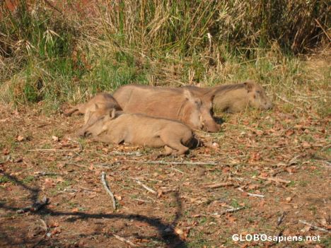 Postcard Warthogs lounging around.