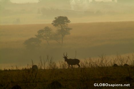 Mlilwane Reserve - a morning trek
