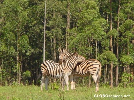 Postcard Zebra embrace