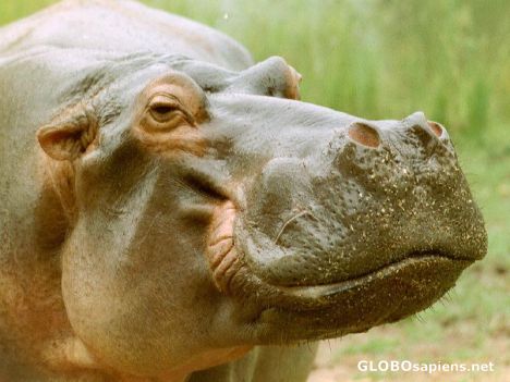 Postcard Hippo at Mlilwane NP.
