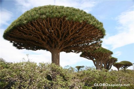 Postcard Dragon Blood Trees