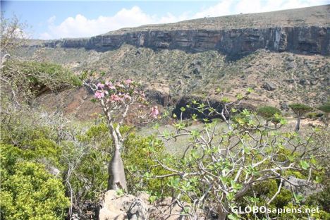 Postcard Desert Rose Tree in Blossom