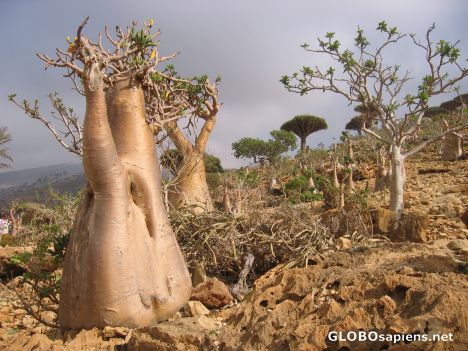 Postcard Bottle Trees in Homhil Protected Area