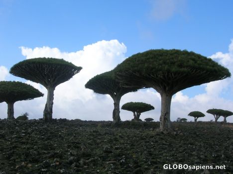 Postcard Dragon Blood trees everywhere