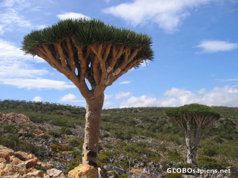 Postcard Dragon Blood Trees on a Sunny Day