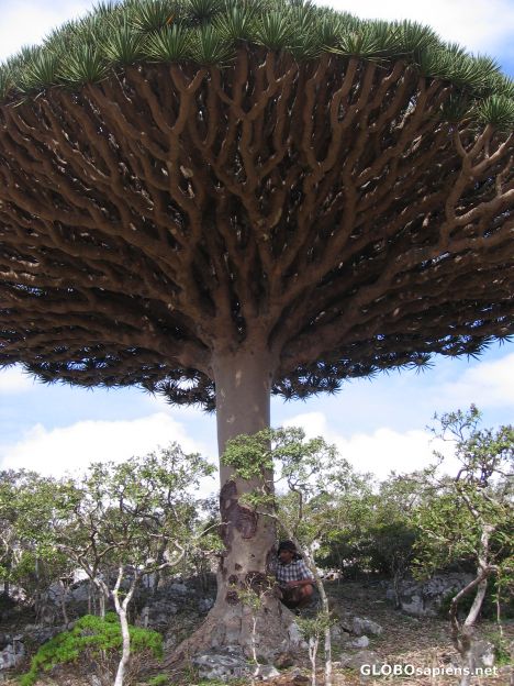 Postcard Dragon Blood Tree