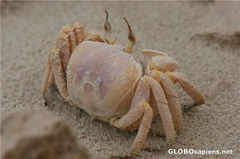 Postcard A Crab at Qalansiya Lagoon