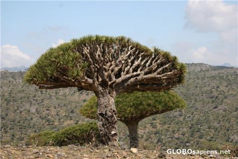Postcard Dragon Blood Trees by the Road