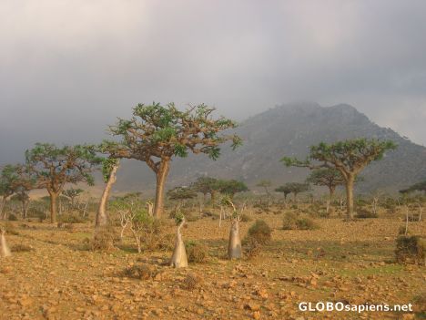 Postcard Frankincense Trees