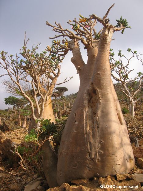 Postcard Grotesque Bottle Trees
