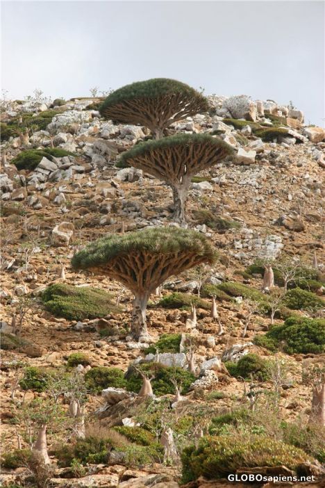 Postcard Three Dragon Blood Trees