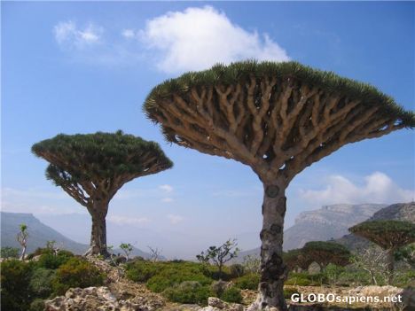 Postcard Noble Dragon Blood Trees