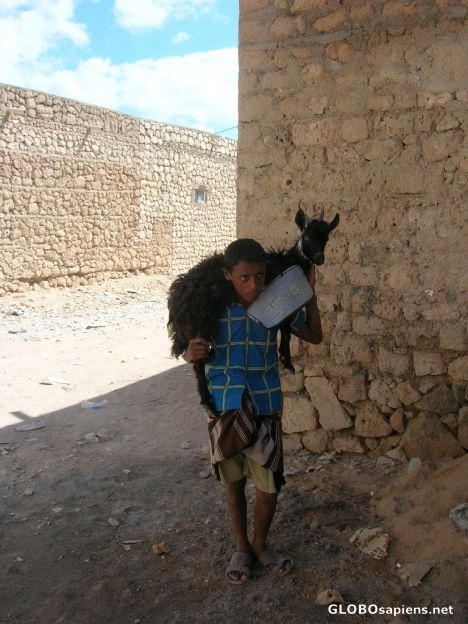 Postcard Goat, forgive me