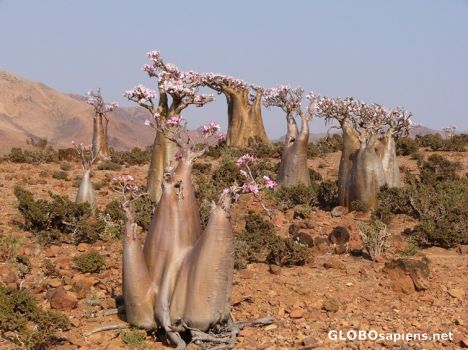 Postcard Adeniums