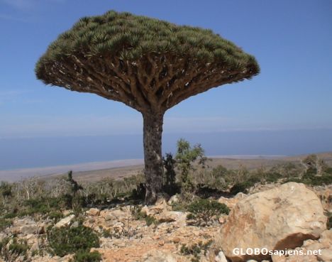 Postcard Dragon Blood Tree