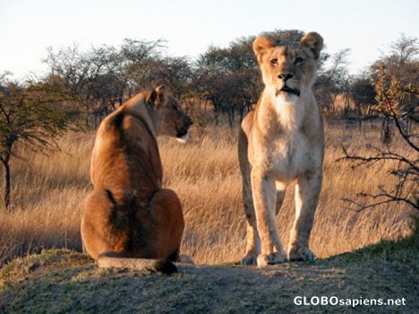 2 young lionesses.