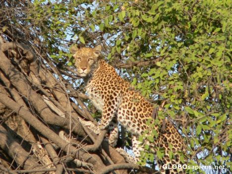 Postcard Leopard