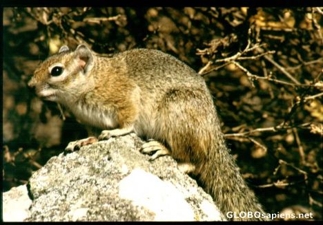 Postcard Baumhörnchen