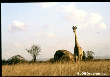 Postcard Giraffe