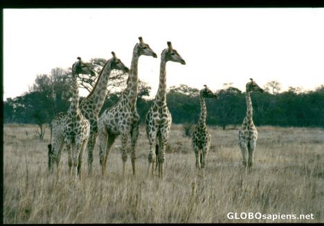 Postcard Giraffe