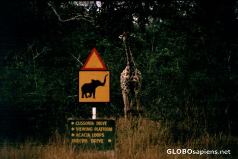 Postcard Giraffe