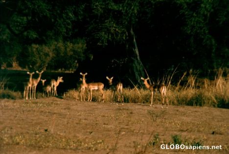 Postcard Impala