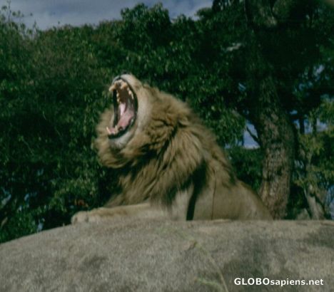Postcard Lion
