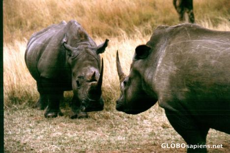 Postcard Rhino