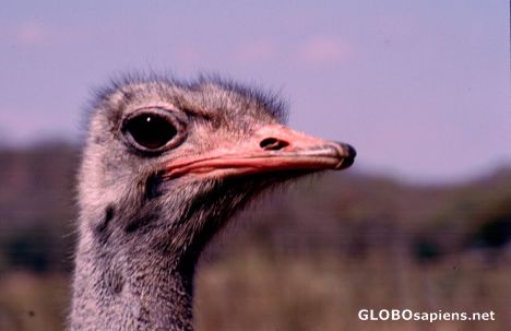 Postcard Ostrich