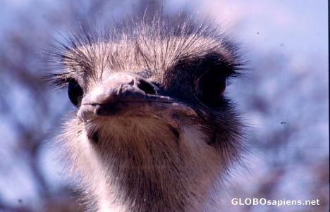 Postcard Ostrich