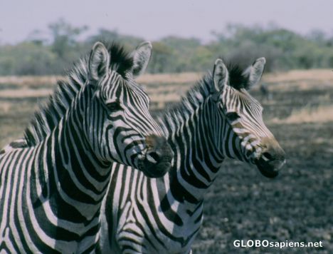 Postcard Zebra