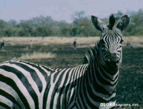 Postcard Zebra