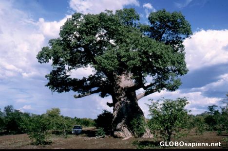 Postcard Baobab