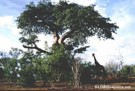 Postcard Baobab
