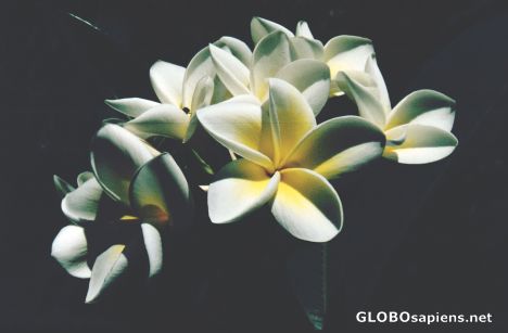 Postcard Flower
