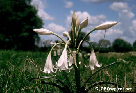 Postcard Flower