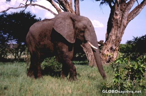 Postcard Elephant