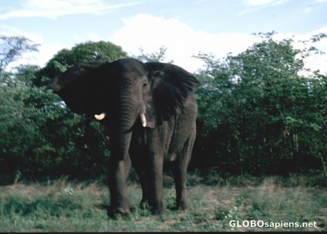 Postcard Elephant