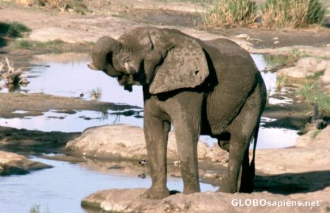 Postcard Elephant
