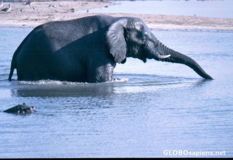 Postcard Elephant