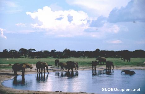 Postcard Elephant