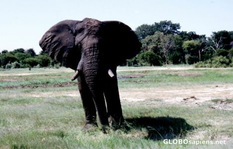 Postcard Elephant