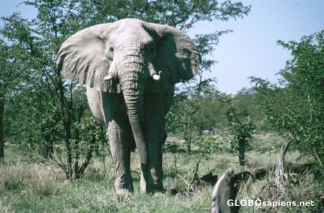 Postcard Elephant