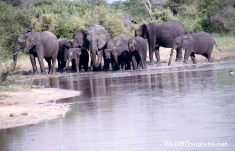 Postcard Elephants