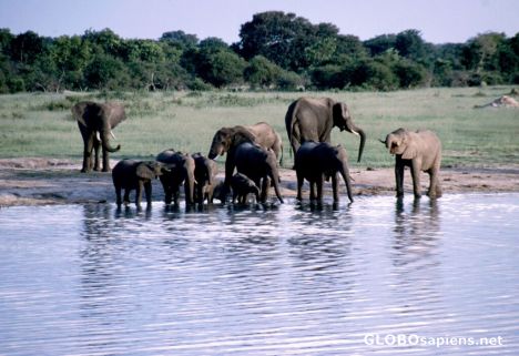 Postcard Elephants